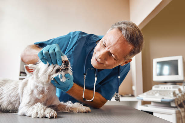 Best Emergency Dental Care for Trauma or Injury in Sebring, FL